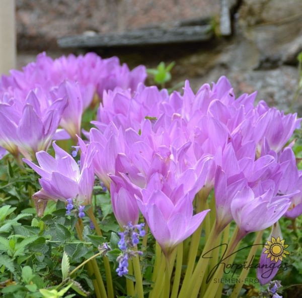 Myrkkylilja Syksyllä kukkiva Myrkkylilja Syksyllä kukkiva